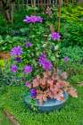 USA, Washington State, Sammamish. Clematis growing in pots in garden Art Print